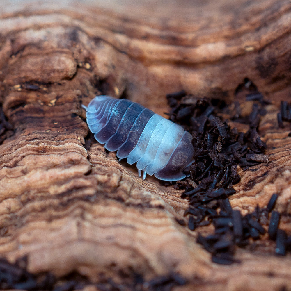 Panda King Isopods