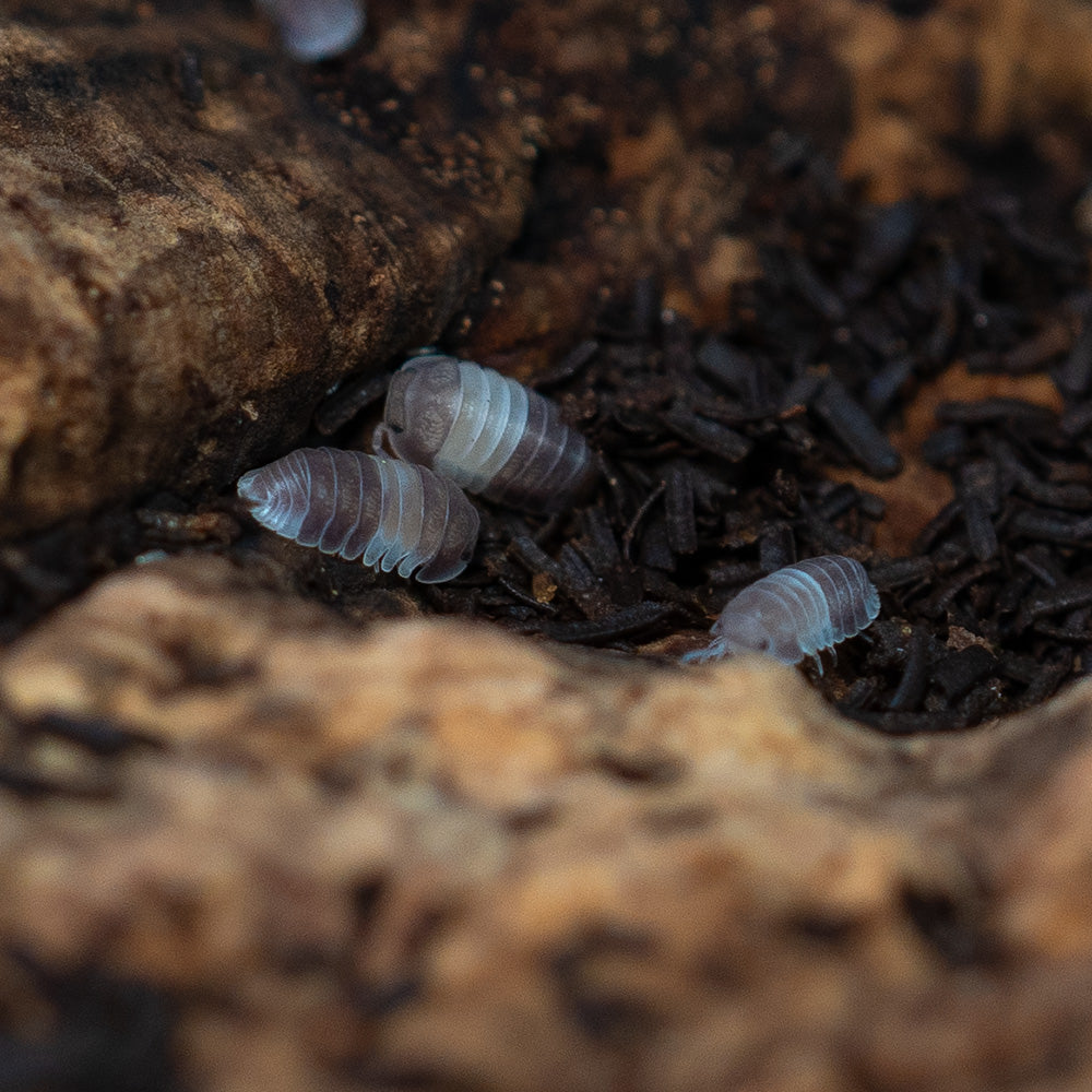 Panda King Isopods
